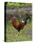 Colorful rooster roaming free on the Big Island of Hawaii-Gayle Harper-Stretched Canvas