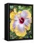 USA, Pennsylvania. Close-up of the Hibiscus rosa-sinensis 'Fifth Dimension'.-Julie Eggers-Framed Stretched Canvas