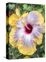 USA, Pennsylvania. Close-up of the Hibiscus rosa-sinensis 'Fifth Dimension'.-Julie Eggers-Stretched Canvas