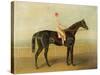 Voltigeur, with Job Marson Up-Samuel Spode-Stretched Canvas