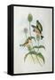 Goldfinch (Carduelis Elegans)-John Gould and H.C. Richter-Framed Stretched Canvas