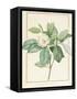 Magnolia Glauca, 1811-Pierre Joseph Redoute-Framed Stretched Canvas