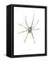 Spider-Alexis Marcou-Framed Stretched Canvas