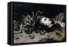 Head of Medusa-Peter Paul Rubens-Framed Stretched Canvas