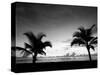 Two Palms BW-John Gusky-Stretched Canvas