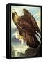 Golden Eagle-John James Audubon-Framed Stretched Canvas