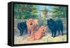 Four Champion Chow-Chows-null-Framed Stretched Canvas