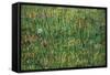 Patch of Grass by Van Gogh-Vincent van Gogh-Framed Stretched Canvas