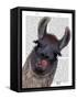 Silly Llama-Fab Funky-Framed Stretched Canvas