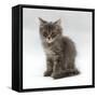 Domestic Cat, 10-Week, Grey Tabby Persian-Cross Kitten-Jane Burton-Framed Stretched Canvas