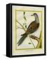 Canadian Turtle Dove-Georges-Louis Buffon-Framed Stretched Canvas