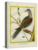 Canadian Turtle Dove-Georges-Louis Buffon-Stretched Canvas