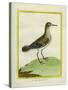 Common Sandpiper-Georges-Louis Buffon-Stretched Canvas