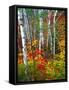 White Barks And Colorful Leaves, New Hampshire-George Oze-Framed Stretched Canvas