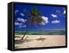Grand Cayman Beach With A Palm Tree-George Oze-Framed Stretched Canvas