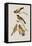 Illustration from 'Birds of America', 1827-38-John James Audubon-Framed Stretched Canvas