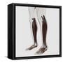 Male Muscle Anatomy of the Human Legs, Anterior View-null-Framed Stretched Canvas