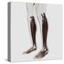 Male Muscle Anatomy of the Human Legs, Anterior View-null-Stretched Canvas