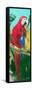 Tropic Parrots II-Jane Slivka-Framed Stretched Canvas