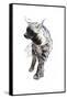 Striped Hyaena Pup, 2010-Mark Adlington-Framed Stretched Canvas