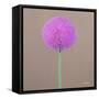 Alium-Lincoln Seligman-Framed Stretched Canvas