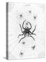 Barbary Spider-J. Pass-Stretched Canvas