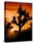 Views of Joshua Tree V-Rachel Perry-Stretched Canvas