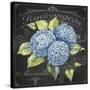 JP3887-Hydrangeas-Jean Plout-Stretched Canvas