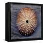 Sea Urchin 1-John W Golden-Framed Stretched Canvas