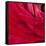 Red Petals Close Up-Tom Quartermaine-Framed Stretched Canvas