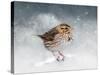Snow Sparrow-Jai Johnson-Stretched Canvas