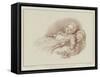 Many Happy Returns of the Day-Sir George Hayter-Framed Stretched Canvas