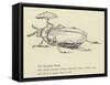 The Bountiful Beetle-Edward Lear-Framed Stretched Canvas