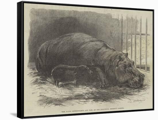 The Young Hippopotamus and Dam, at the Zoological Society's Garden-null-Framed Stretched Canvas