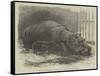 The Young Hippopotamus and Dam, at the Zoological Society's Garden-null-Framed Stretched Canvas