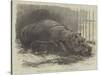 The Young Hippopotamus and Dam, at the Zoological Society's Garden-null-Stretched Canvas