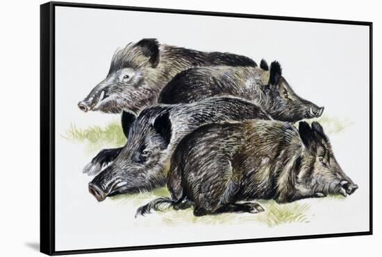 Sleeping Wild Boars or Wild Pigs (Sus Scrofa), Suidae, Drawing-null-Framed Stretched Canvas