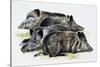 Sleeping Wild Boars or Wild Pigs (Sus Scrofa), Suidae, Drawing-null-Stretched Canvas