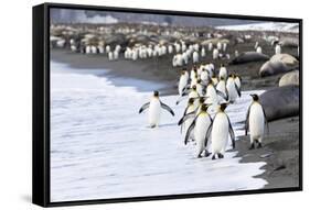 South Georgia. A large group of king penguins walk at the edge of the water-Ellen Goff-Framed Stretched Canvas