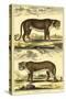 Diderot's Panther and Leopard-Denis Diderot-Stretched Canvas