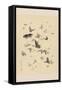 Butterflies-null-Framed Stretched Canvas