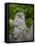 Ural owl. Adult at entrance of nest in hole of a tree. Enclosure in the Bavarian Forest NP, Germany-Martin Zwick-Framed Stretched Canvas