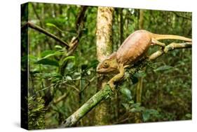 Parson's Chameleon, Andasibe-Mantadia National Park, Madagascar-Paul Souders-Stretched Canvas