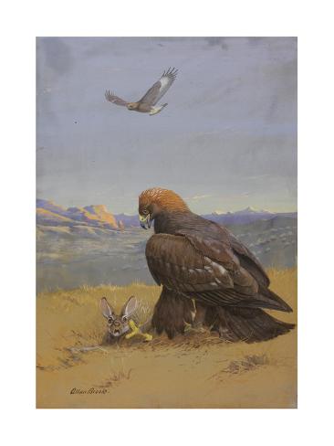 Painting Of An Immature Golden Eagle Flying As The Adult Kills Prey