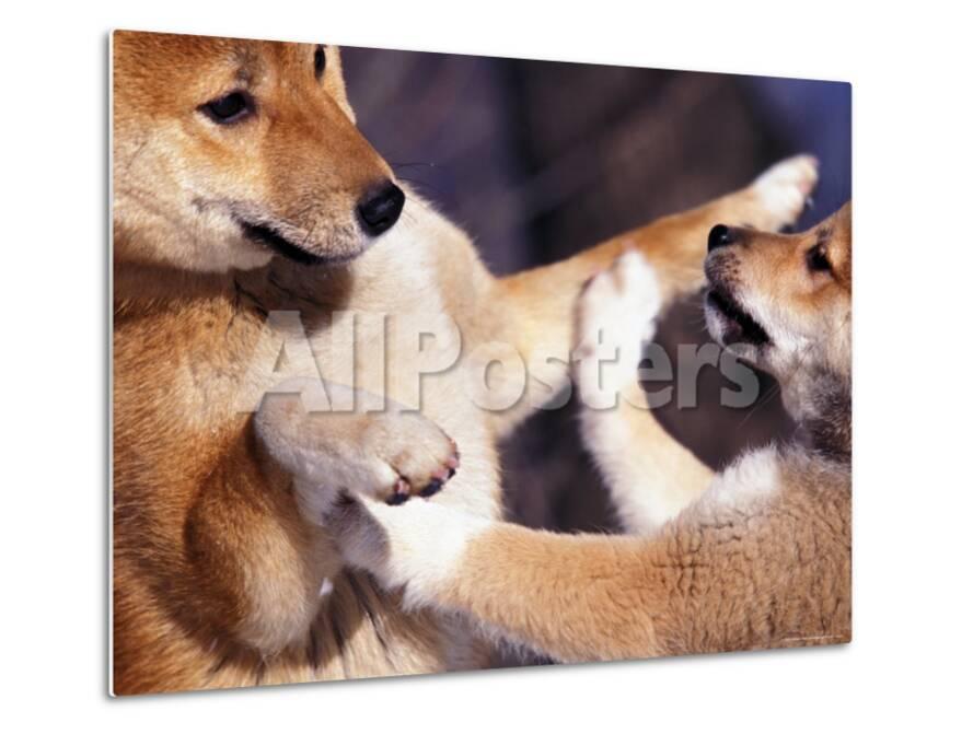 Domestic Dogs Two Young Shiba Inus Playfighting