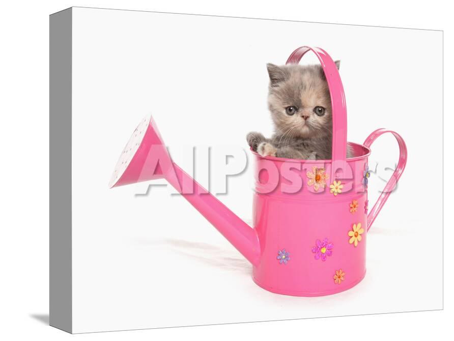 Domestic Cat Exotic Shorthair Kitten Sitting In Pink Watering