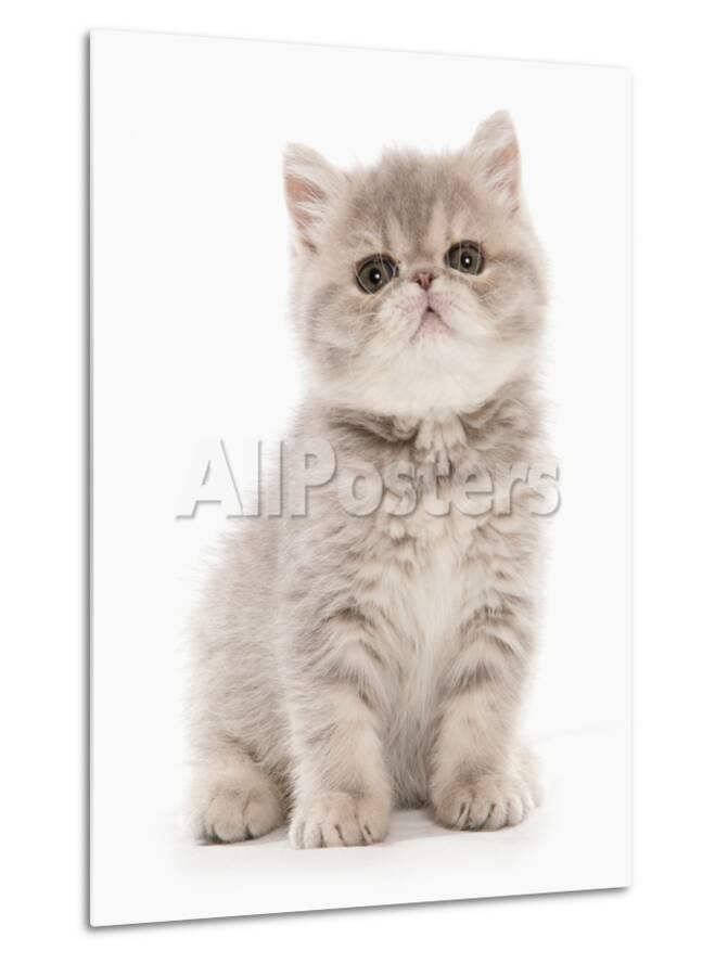 Domestic Cat Exotic Shorthair Kitten Sitting Photographic Print