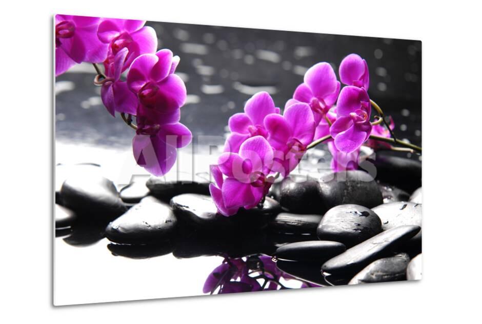 Purple Orchid Flower Images