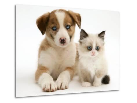 Blue Eyed Red Merle Border Collie Puppy With Birman Cross Kitten
