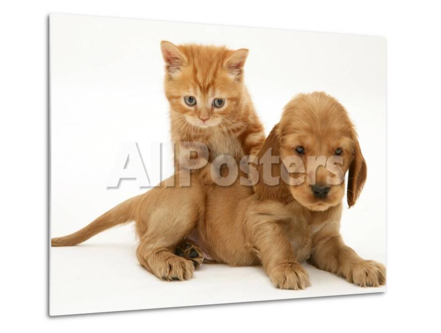 British Shorthair Red Tabby Kitten Climbing Ontop Of Golden Cocker